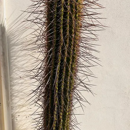 Casa Cactus *